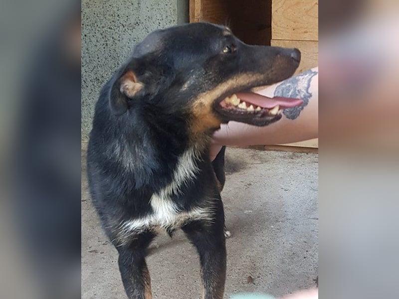 Rio ❤️ Herzenshund sucht Familie!