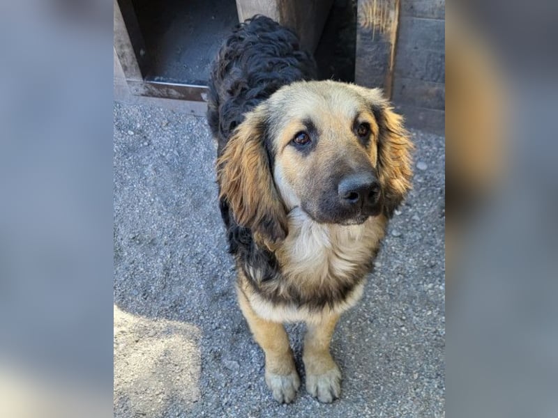 Julio ❤️ sozialer Jungrüde sucht dich!