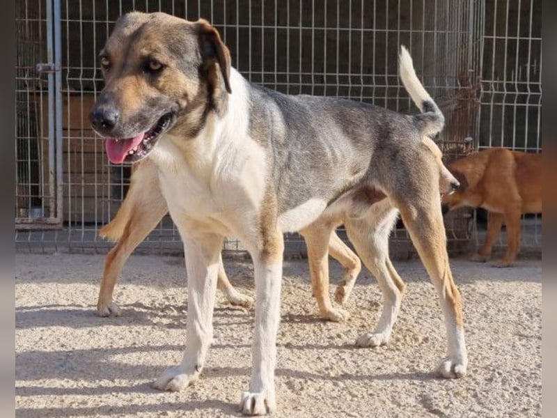 ROBI❤️zauberhafter, lieber Hundejunge, zurückhaltend und sozial