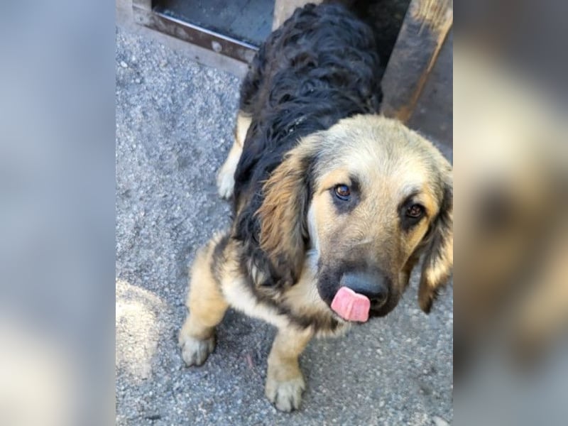Julio ❤️ sozialer Jungrüde sucht dich!