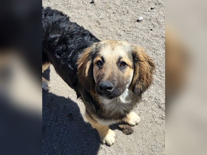 Julio ❤️ sozialer Jungrüde sucht dich!