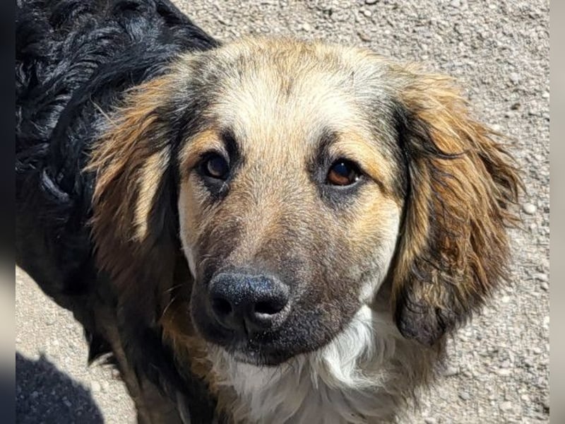 Julio ❤️ sozialer Jungrüde sucht dich!