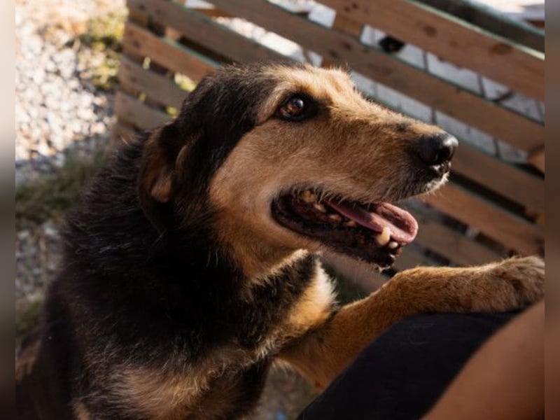 Good-older-Boy Babaluji ❤️ treuer und ehrlichster Fellfreund auf Lebenszeit