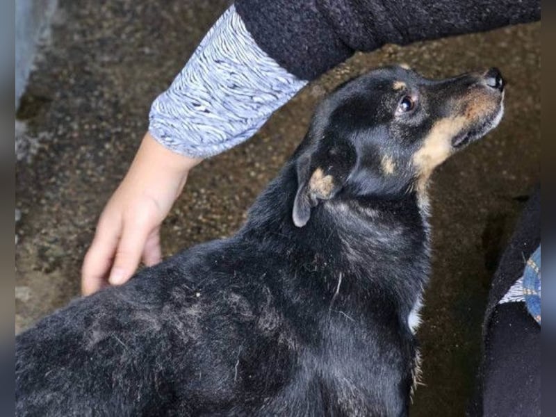Rio ❤️ Herzenshund sucht Familie!