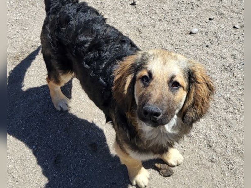Julio ❤️ sozialer Jungrüde sucht dich!