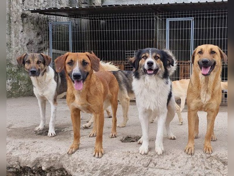 ROBI❤️zauberhafter, lieber Hundejunge, zurückhaltend und sozial