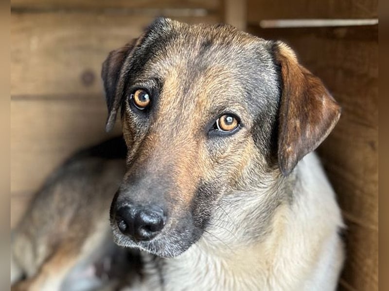 ROBI❤️zauberhafter, lieber Hundejunge, zurückhaltend und sozial