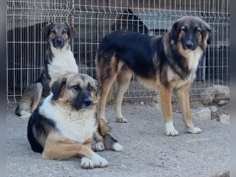 Sensibel, aber lieb ♥ Bogo ♥ unser ungeschliffener Schatz auf 4 Pfoten