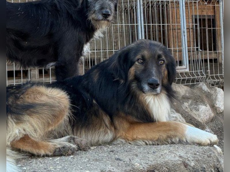 Notfell ♥ Bogo ♥ ungeschliffener Schatz auf 4 Pfoten