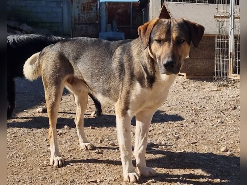 ROBI❤️zauberhafter, lieber Hundejunge, zurückhaltend und sozial
