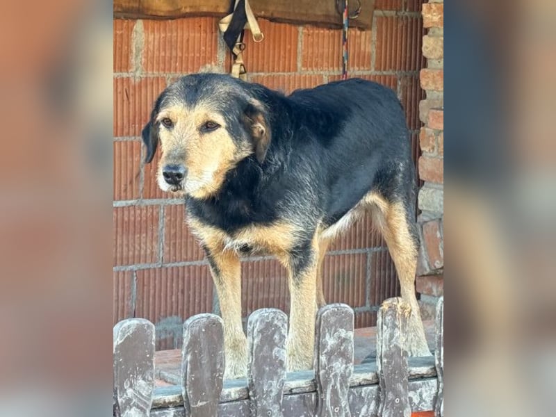 Good-older-Boy Babaluji ❤️ treuer und ehrlichster Fellfreund auf Lebenszeit