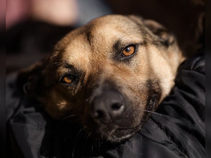 Good-Boy LINO❤️zutraulich, sozial & aufgeschlossen