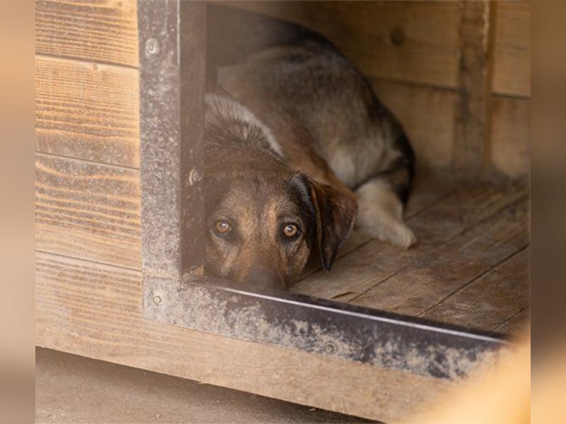 ROBI❤️zauberhafter, lieber Hundejunge, zurückhaltend und sozial
