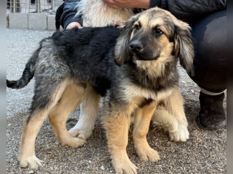 Julio ❤️ sozialer Jungrüde sucht dich!