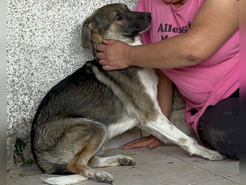 ROBI❤️zauberhafter, lieber Hundejunge, zurückhaltend und sozial