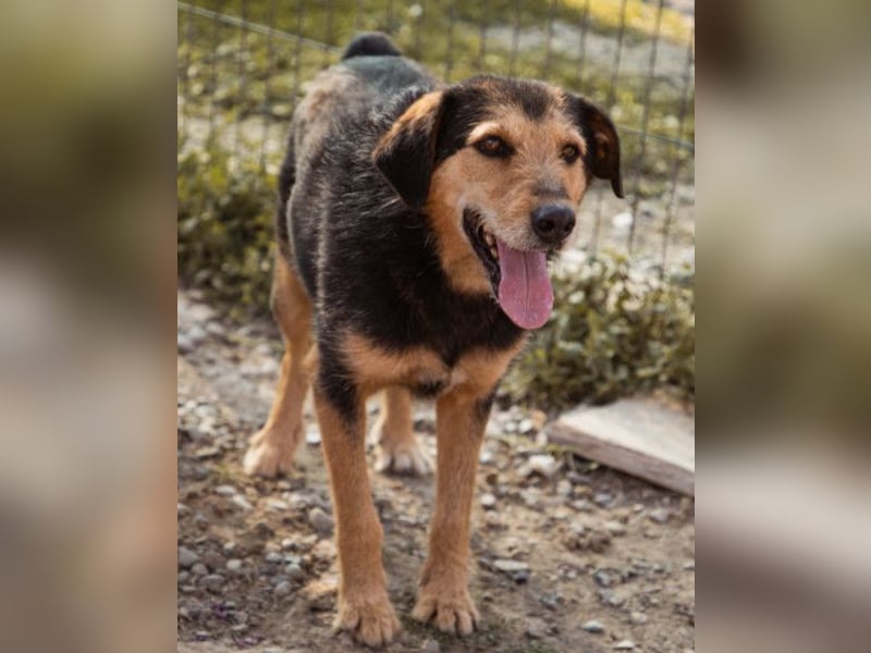 Good-older-Boy Babaluji ❤️ treuer und ehrlichster Fellfreund auf Lebenszeit