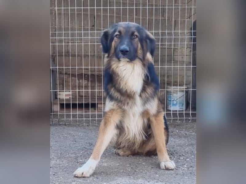 Notfell ♥ Bogo ♥ ungeschliffener Schatz auf 4 Pfoten