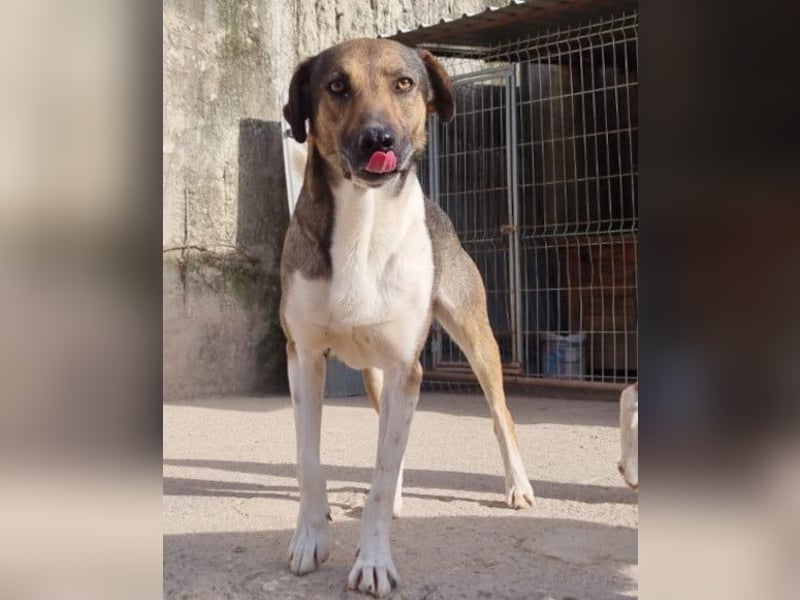 ROBI❤️zauberhafter, lieber Hundejunge, zurückhaltend und sozial