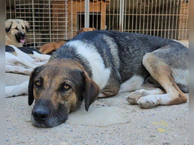 ROBI❤️zauberhafter, lieber Hundejunge, zurückhaltend und sozial