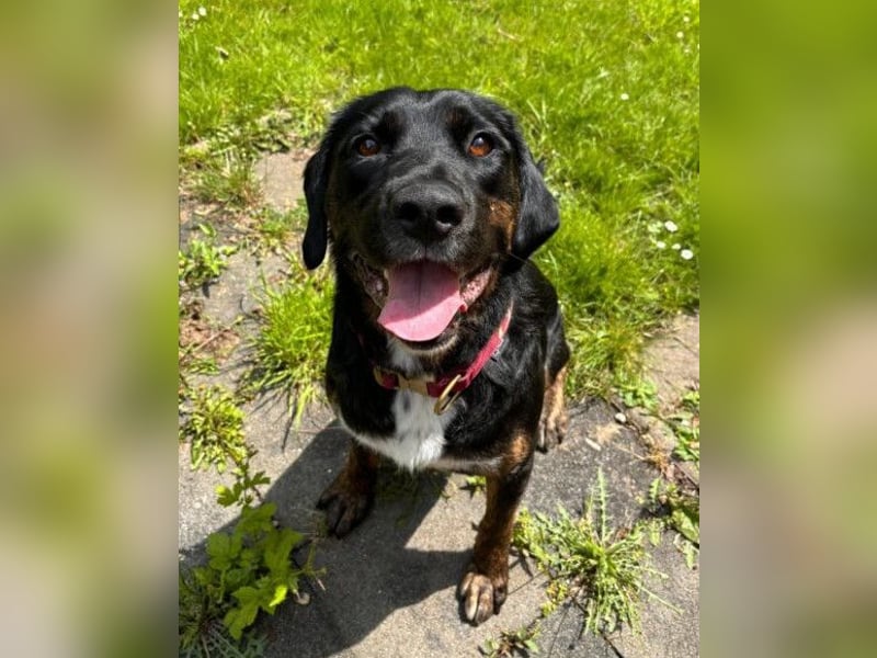 Leo ❤️ wartet in 84524 Neuötting