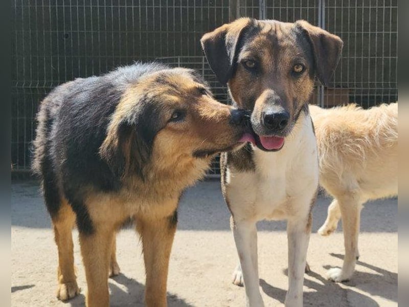 ROBI❤️zauberhafter, lieber Hundejunge, zurückhaltend und sozial