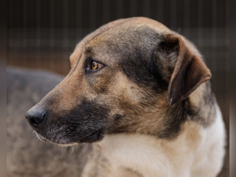 ROBI❤️zauberhafter, lieber Hundejunge, zurückhaltend und sozial
