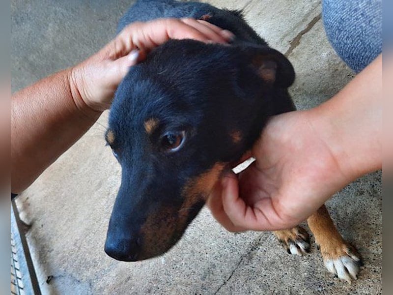 Rio ❤️ Herzenshund sucht Familie!