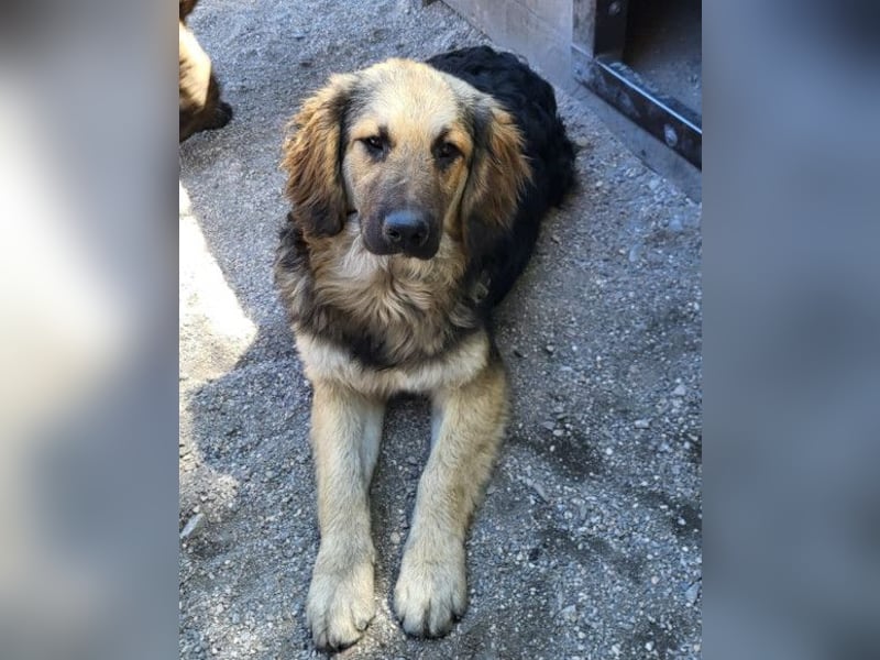 Julio ❤️ sozialer Jungrüde sucht dich!