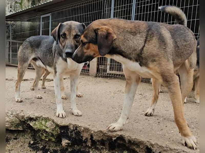 ROBI❤️zauberhafter, lieber Hundejunge, zurückhaltend und sozial