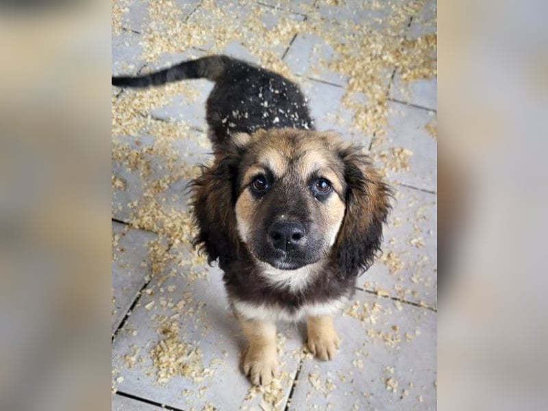 Julio ❤️ sozialer Jungrüde sucht dich!