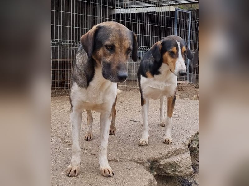 ROBI❤️zauberhafter, lieber Hundejunge, zurückhaltend und sozial