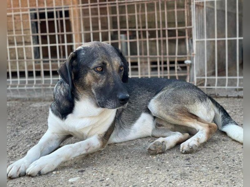 ROBI❤️zauberhafter, lieber Hundejunge, zurückhaltend und sozial