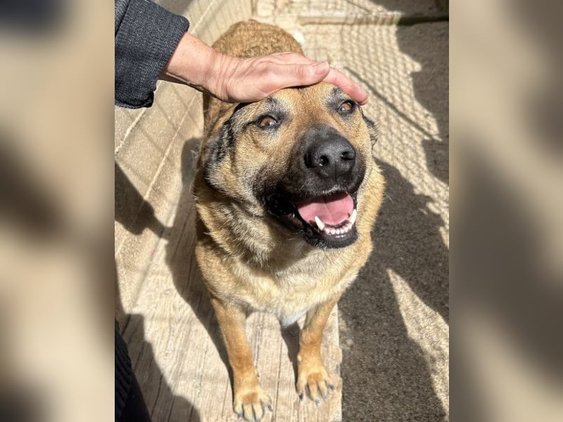 Good-Boy LINO❤️zutraulich, sozial & aufgeschlossen