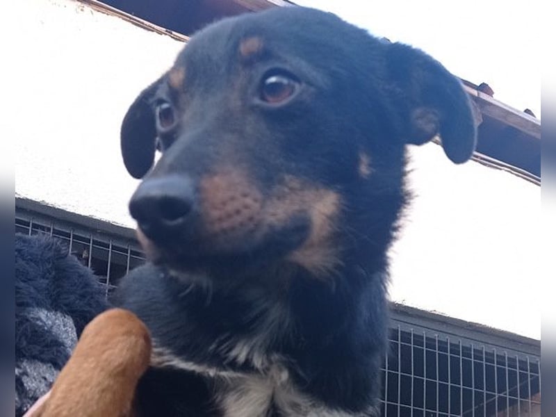 Rio ❤️ Herzenshund sucht Familie!