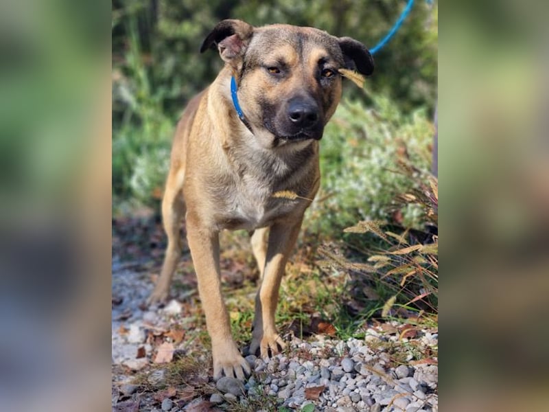 Good-Boy LINO❤️zutraulich, sozial & aufgeschlossen