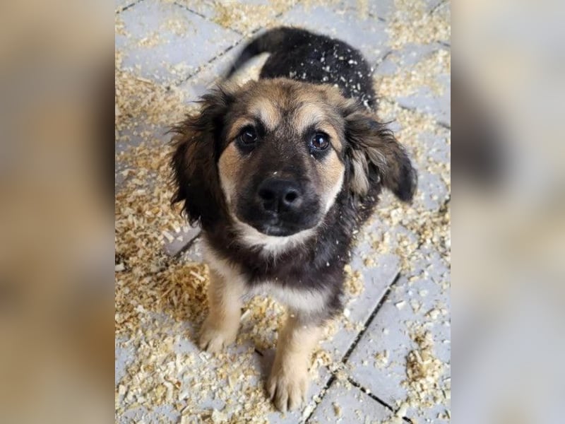 Julio ❤️ sozialer Jungrüde sucht dich!