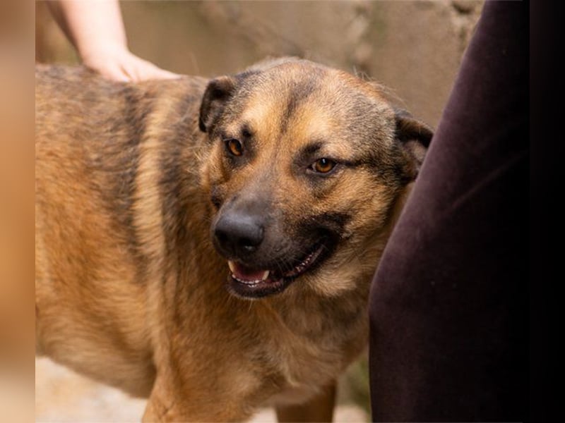 Good-Boy LINO❤️zutraulich, sozial & aufgeschlossen