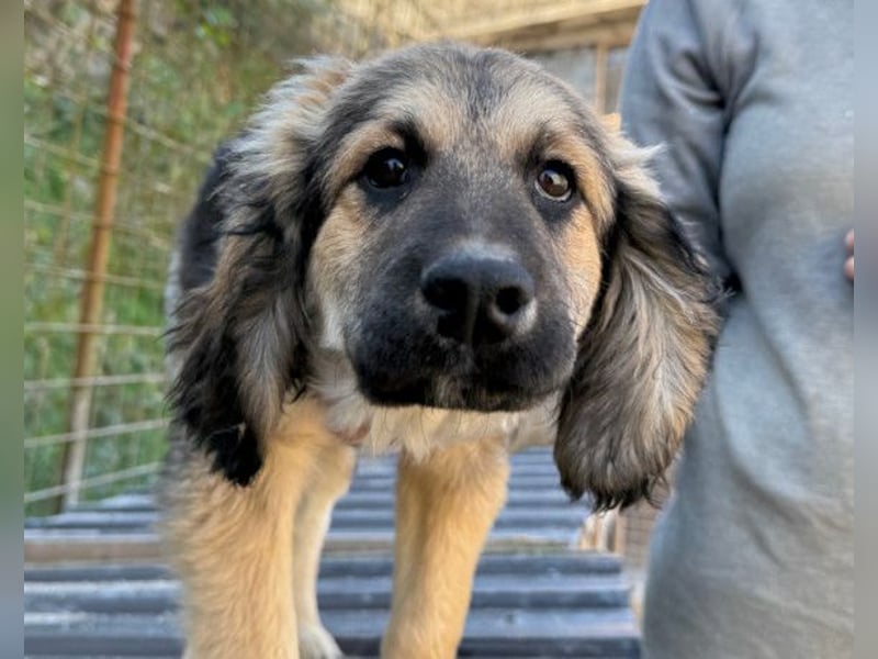 Julio ❤️ sozialer Jungrüde sucht dich!