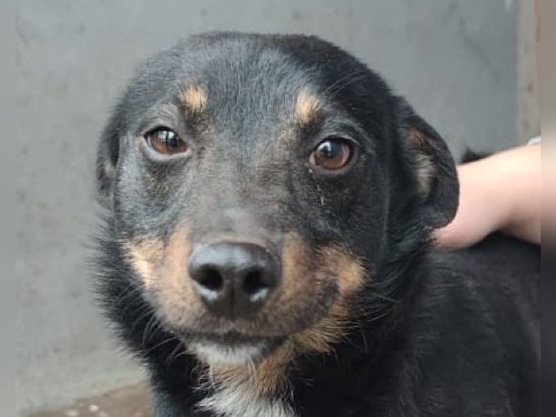 Rio ❤️ Herzenshund sucht Familie!