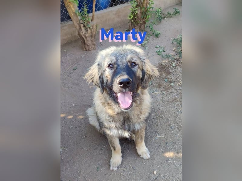 Marty, 04/23 – liebevoller Wuschelbär sucht Familie