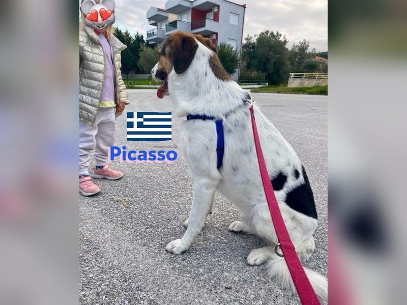 Picasso, 06/23 - bildschöner Junghund sucht Zuhause