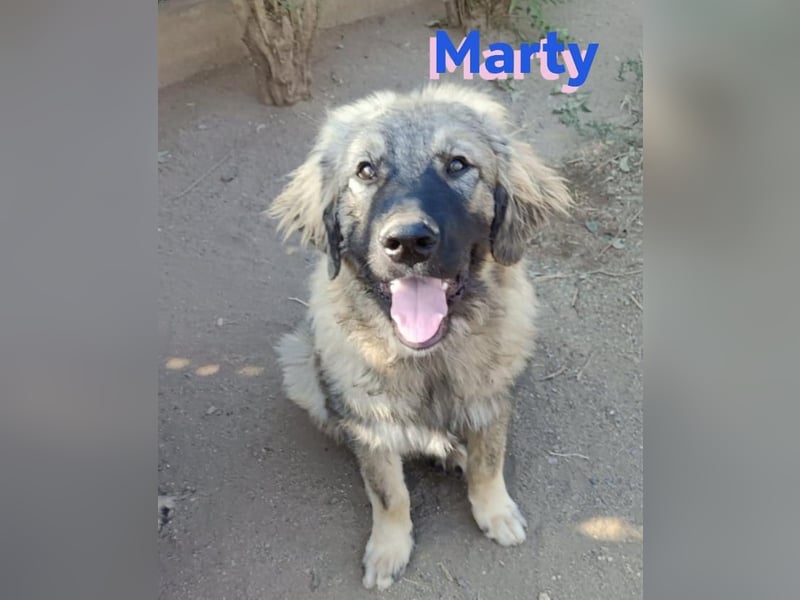 Marty, 04/23 – liebevoller Wuschelbär sucht Familie