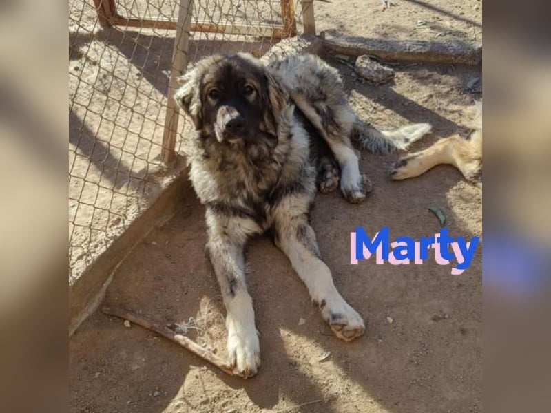 Marty, 04/23 – liebevoller Wuschelbär sucht Familie