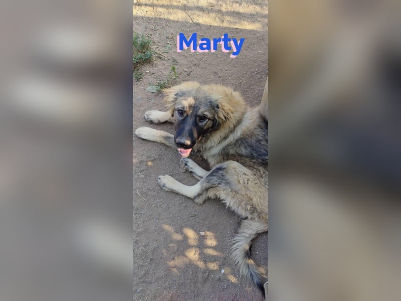 Marty, 04/23 – liebevoller Wuschelbär sucht Familie