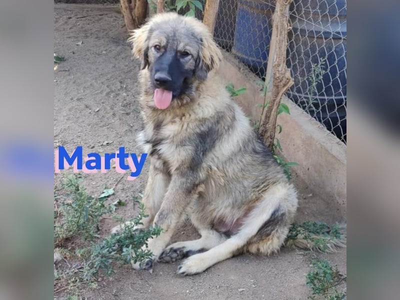 Marty, 04/23 – liebevoller Wuschelbär sucht Familie