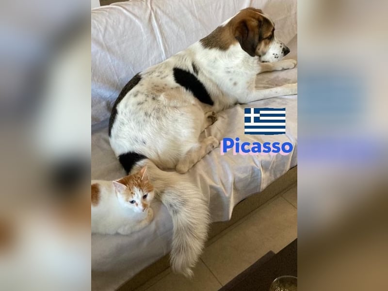 Picasso, 06/23 - bildschöner Junghund sucht Zuhause