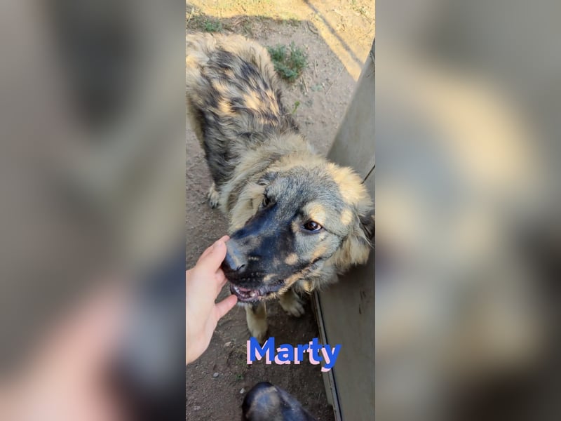 Marty, 04/23 – liebevoller Wuschelbär sucht Familie