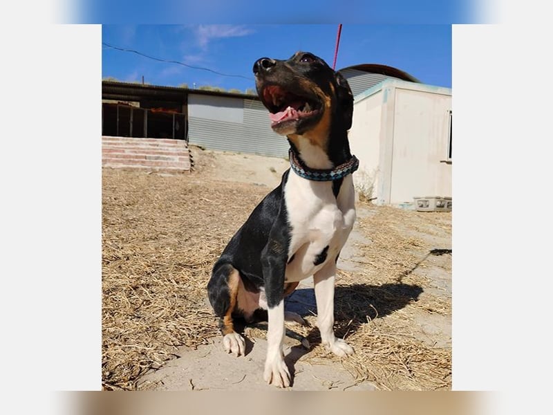 Rufus(TO) verschmuster kleiner Hund mit tollem Charakter
