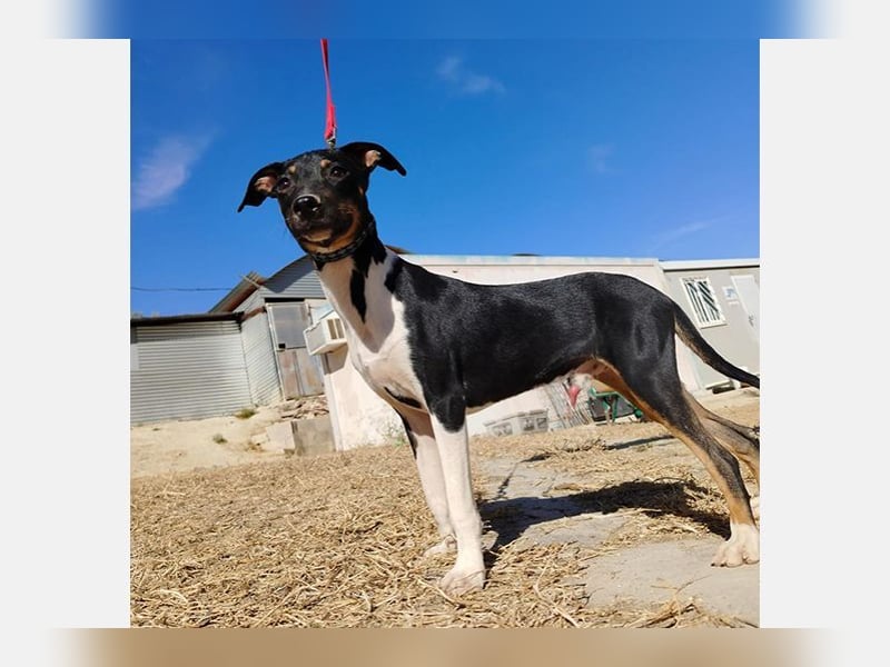 Rufus(TO) verschmuster kleiner Hund mit tollem Charakter