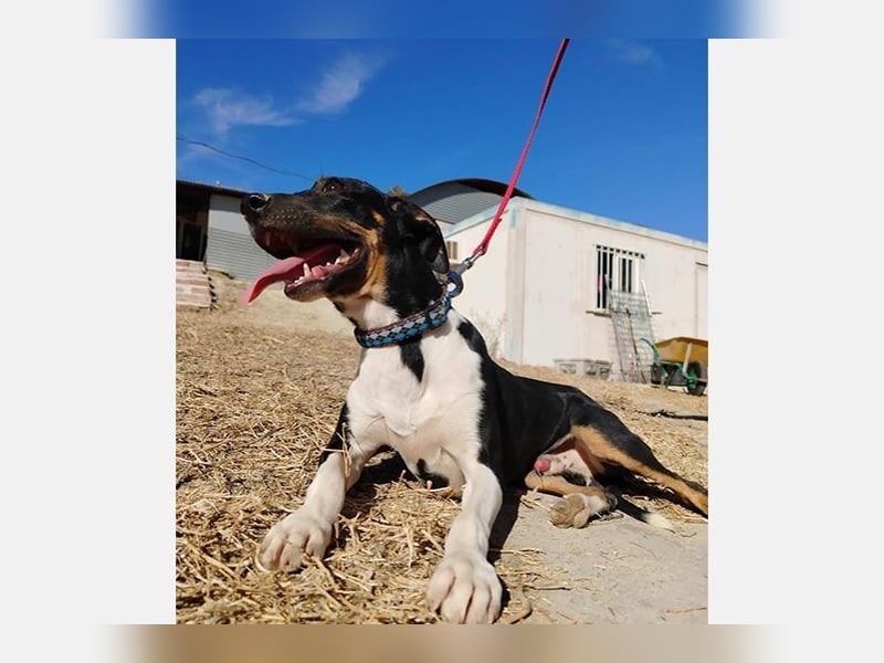 Rufus(TO) verschmuster kleiner Hund mit tollem Charakter